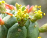 Euphorbia mammillaris young false flower