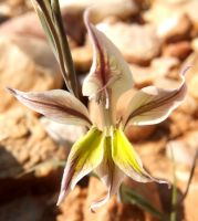 Gladiolus permeabilis subsp. permeabilis flower