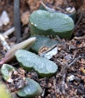 Haworthia truncata var. truncata, all it shows when not flowering