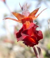 Hermannia filifolia var. grandicalyx flower