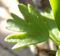 Pelargonium karooicum leaf