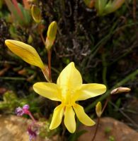 Tritonia gladiolaris flower