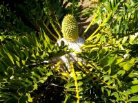 Encephalartos latifrons white stem crown and cone