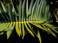 Encephalartos trispinosus leaf