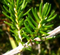 Erica discolor leaves