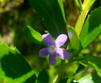 Freylinia tropica flower