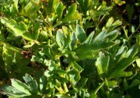 Pelargonium laevigatum leaves