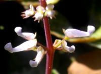 Plectranthus oertendahlii flower buds