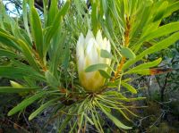 Protea repens white flowerhead