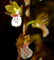 Acrolophia micrantha flowers at angles