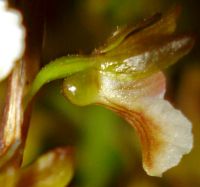 Acrolophia micrantha flower from the side