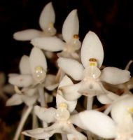 Aerangis mystacidii flowers