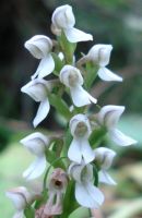 Brownleea parviflora flowers
