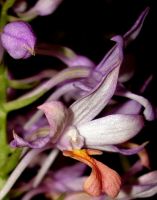 Calanthe sylvatica flowers