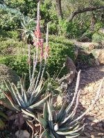 Aloe suprafoliata in the Walter Sisulu National Botanical Garden
