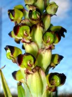 Pterygodium ingeanum flowers