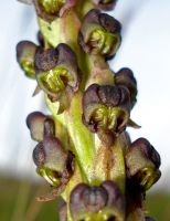 Pterygodium nigrescens flowers