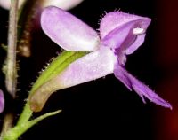 Cynorkis kassneriana flower