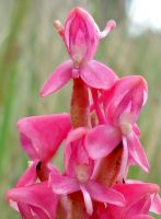 Disa clavicornis open to the top
