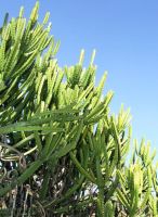 Euphorbia evansii stem tips