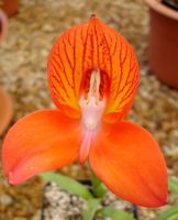 Disa uniflora of another colour