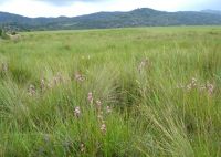 Disa zuluensis in tall grass