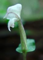 Disperis micrantha flower