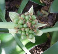 Haemanthus albiflos with fruits still green