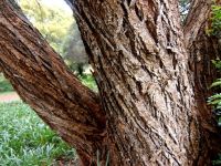 Senegalia galpinii old trunk