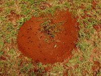Ants in the Pretoria National Botanical Garden
