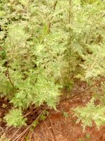 Artemisia afra leaves