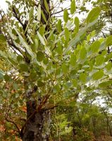 Burkea africana leaf