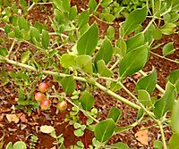 Carissa edulis fruit and leaves