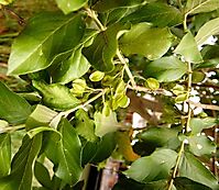 Combretum erythrophyllum fruit