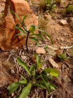 Dichapetalum cymosum