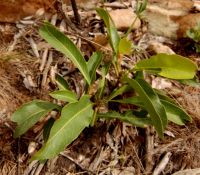 Dichapetalum cymosum leaves