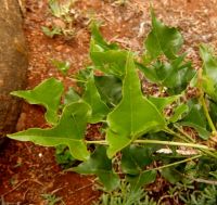Erythrina humeana leaves