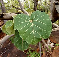 Ficus abutilifolia leaves