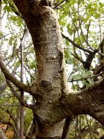 Ficus abutilifolia stems