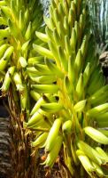 Aloe gariepensis, the yellow flowering form