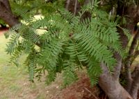 Kirkia wilmsii green leaves