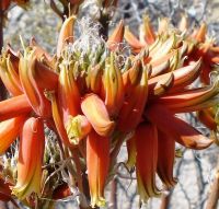 Aloe hereroensis inflorescence, a capitate raceme