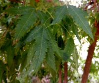 Smodingium argutum leaves