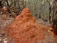 Termite world