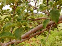 Vangueria infausta subsp. infausta fruit among the leaves