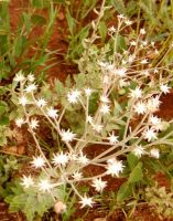 Hilliardiella oligocephala stars after flowers