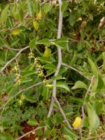 Ziziphus mucronata subsp. mucronata branchlets