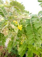 Calpurnia woodii