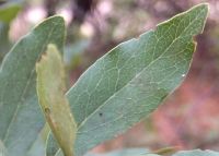 Euclea crispa subsp. crispa leaf