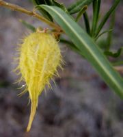 Gomphocarpus fruticosus follicle